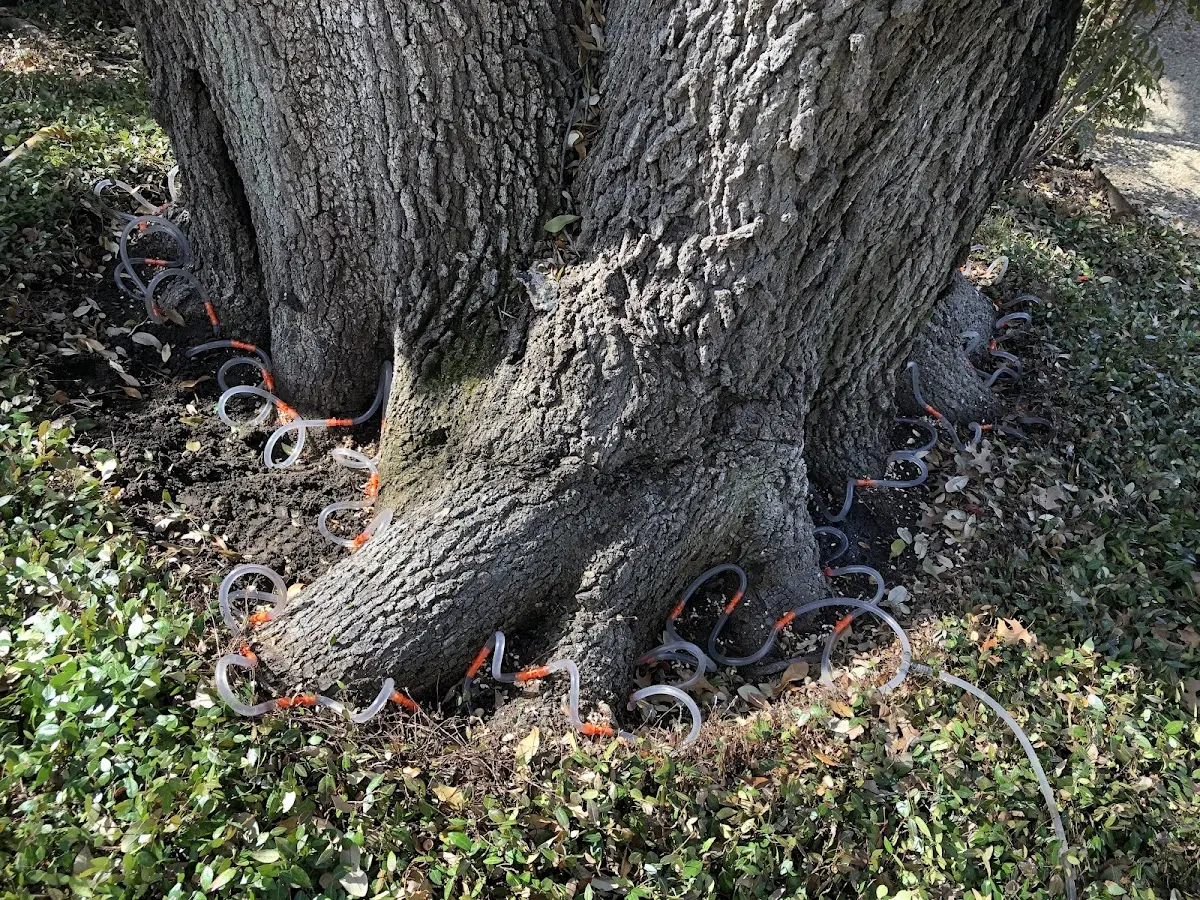Detailed Tree Cabling and Bracing job site in Chireno