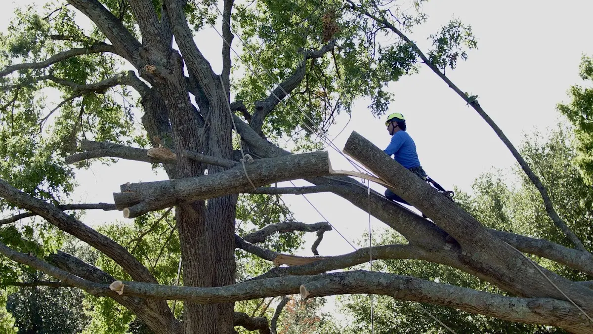 Professional Crown Thinning performed by certified arborists in Chireno